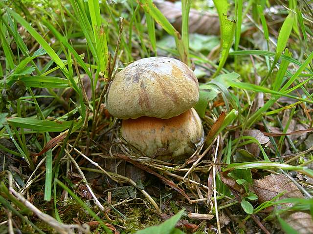 La  Flora  micologica  Alsaziana